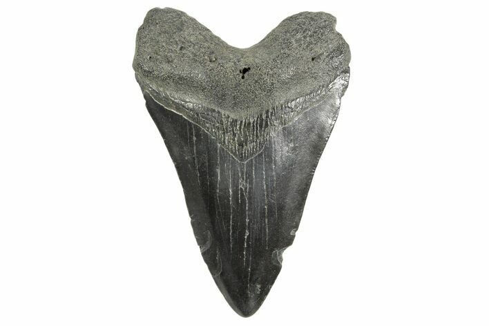Fossil Megalodon Tooth - South Carolina #365770